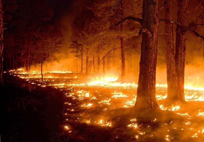 Новосибирцам предложили фотографировать лесные пожары